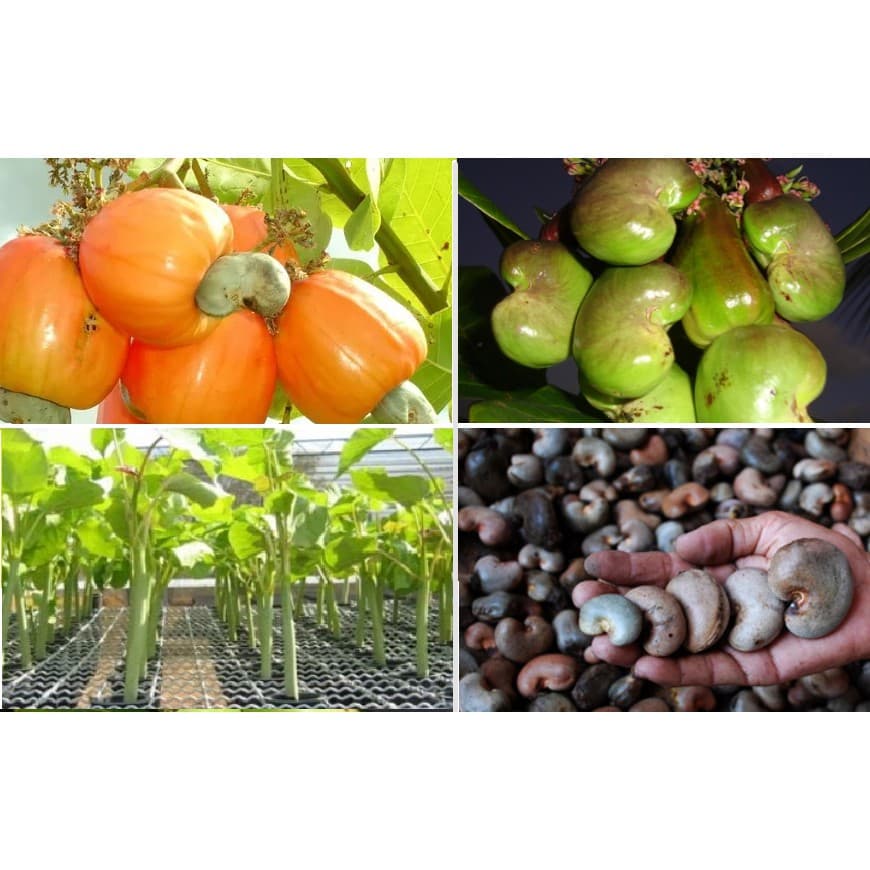 150 Sementes de Cajueiro Precoce