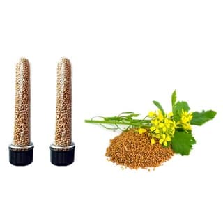 4 Tubos Semente de mostarda para Auriculoterapia Acupuntura Placa e Ponto Auricular Orelha