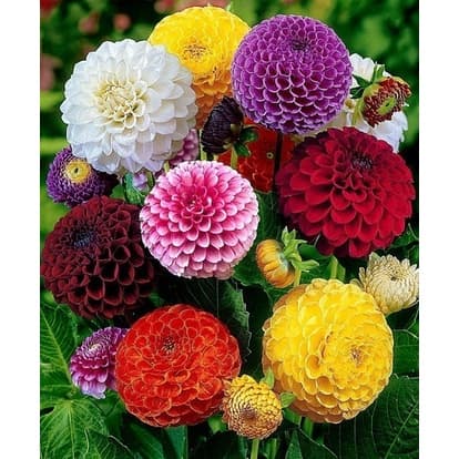 20 Sementes Dalia Dahlia Pompom Mix Mudas Rosa Cactus Flor