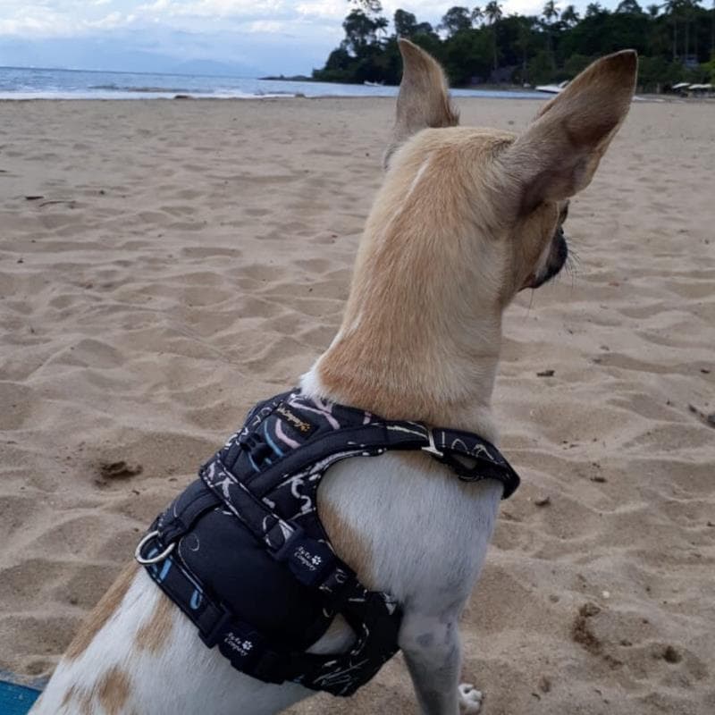 Guia colete peitoral para cachorros E gatos black