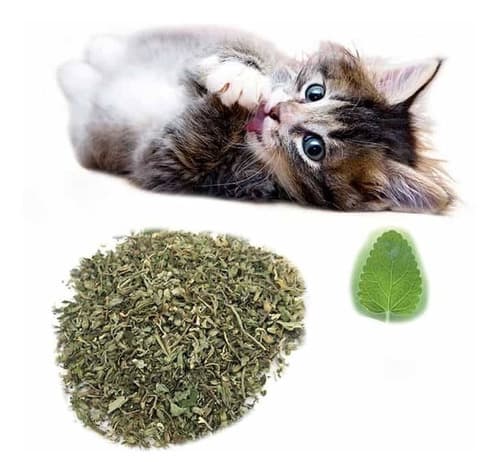 Catnip Erva Do Gato Natural Desidratada Gatos  Pet  2g