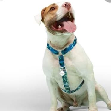 Peitoral para Cachorro, Anti-Puxão Educativo H Slim, Dog'u, Moda, Estilo, Pet, Cão, Cachorro