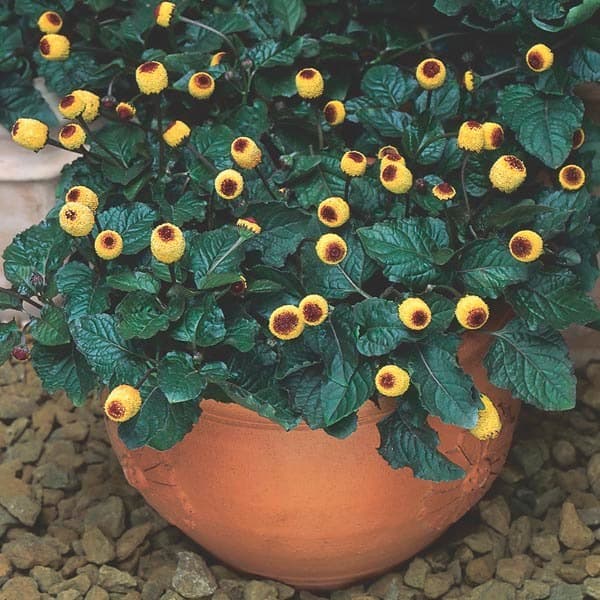 130 Sementes Jambu Spilanthes Oleracea Ervas Flor - Jardim Decoração Horta