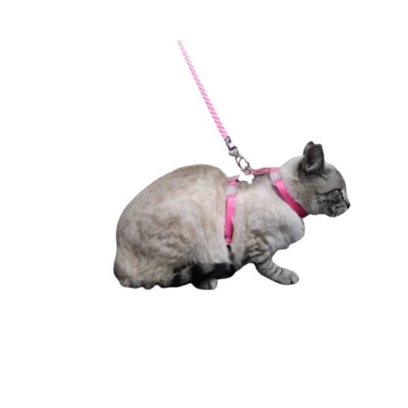 Peitoral para gatos