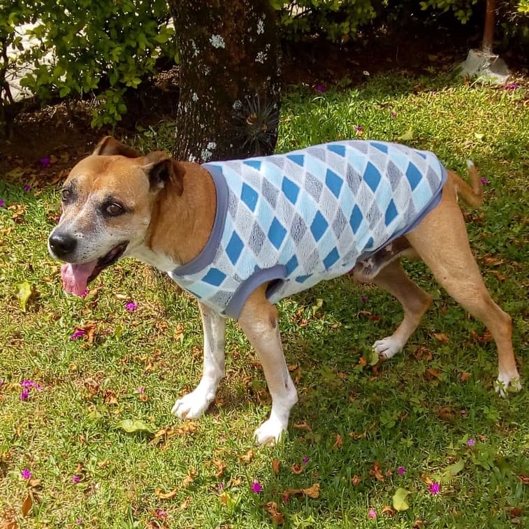 Roupa pet  para cachorro e gato de Fleece xadrez  inverno