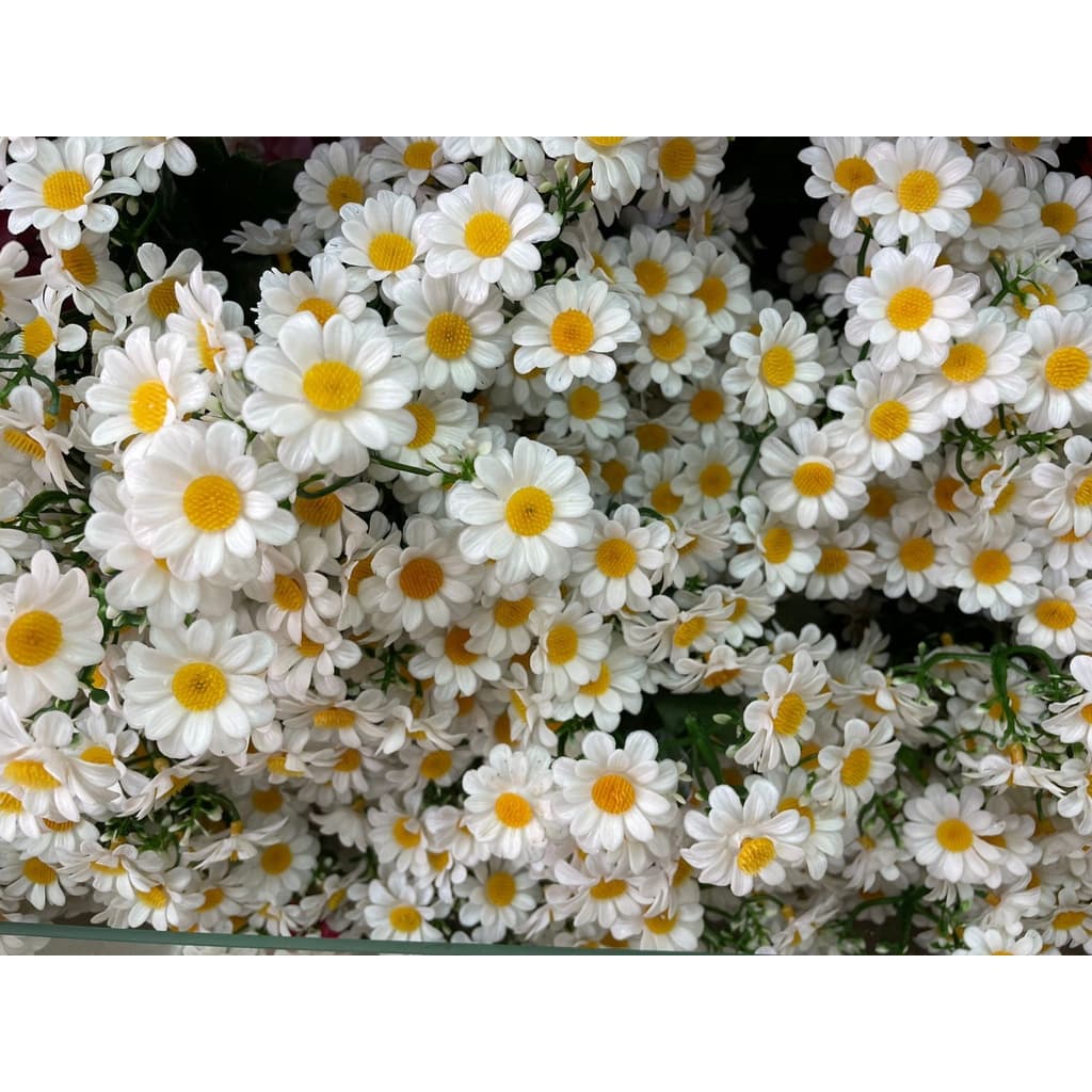 Margarida Artificial G/ Decoração em geral.