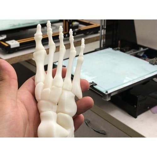 Modelo Anatômico De Pé 3d