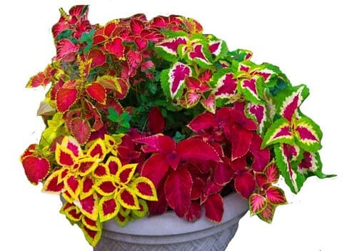 500 Sementes De Coleus Coraçao Magoado Sortida 5 Variedades