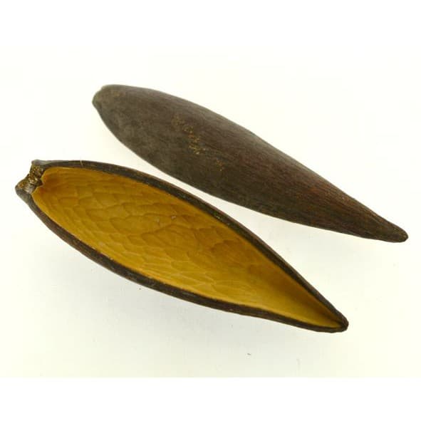 Casca canoinha mini colorida - Tamanhos variados - 5 peças