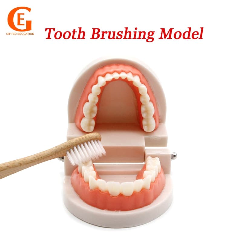 Ferramenta De Ensino De Escovação De Dentes Toddler Educação Precoce Modelo Para Crianças Aprendendo Escova Simulação De Denta