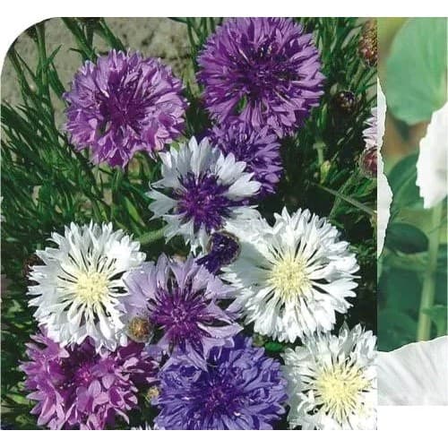 10 Sementes Da Linda Flor Centáurea Cyanus Sortida