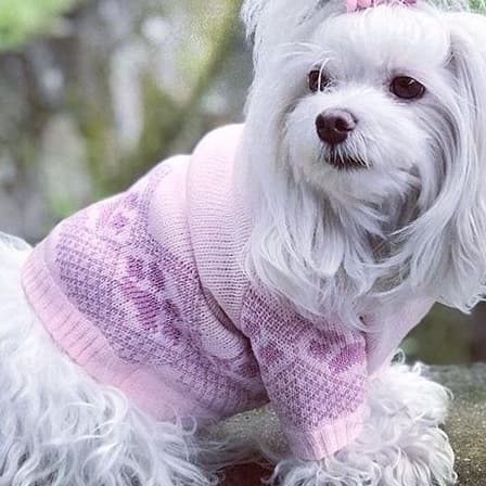 Roupa Pet  Macho ou fêmea Roupa para cachorro roupa pet TAM. pp.p.m.g.gg.ggg.bfp.bfg