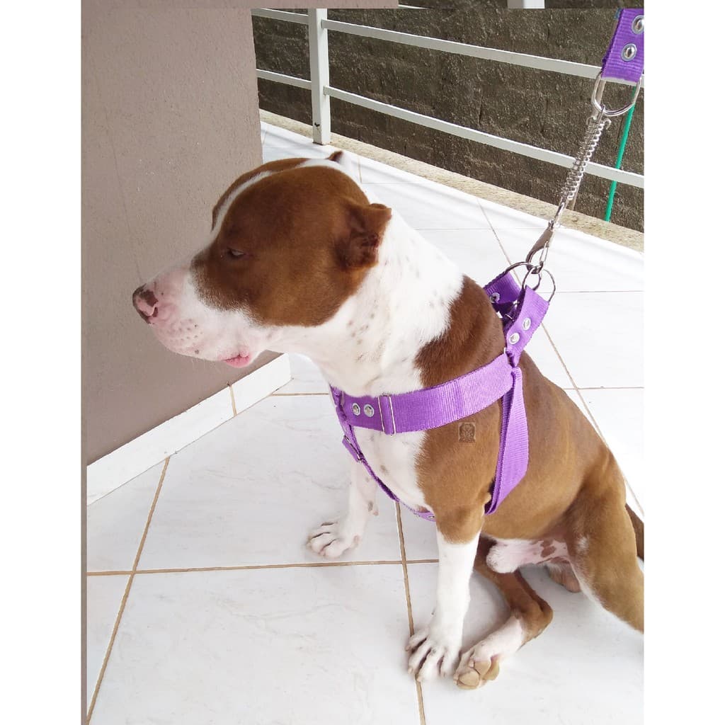 Peitoral cachorro coleira reforçada peitoral pitbull grande e medio porte peitoral Y