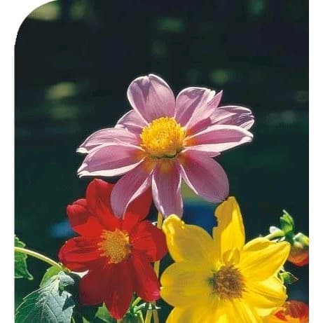 10 Sementes Da Linda Flor Dahlia Singela Sortida