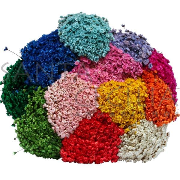 Florzinha Sempre Viva