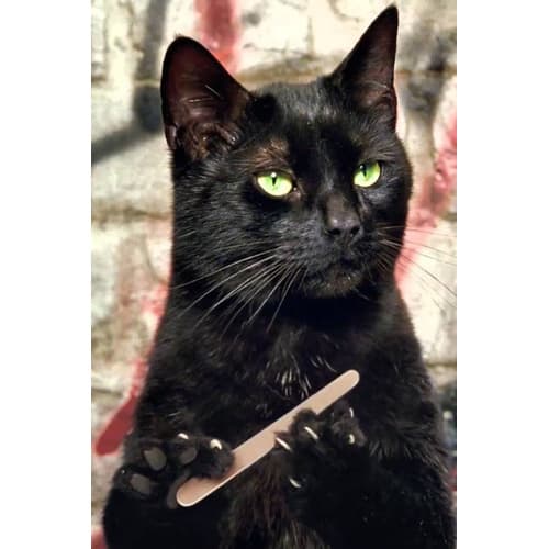 Imã Plaquinha Geladeira Frase Gato Lixando Cozinha Decoração