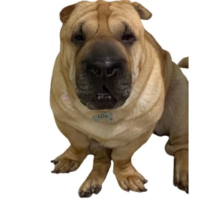 5 Placa De Identificação Pet - Gravação A Laser+fita Coleira Gratis