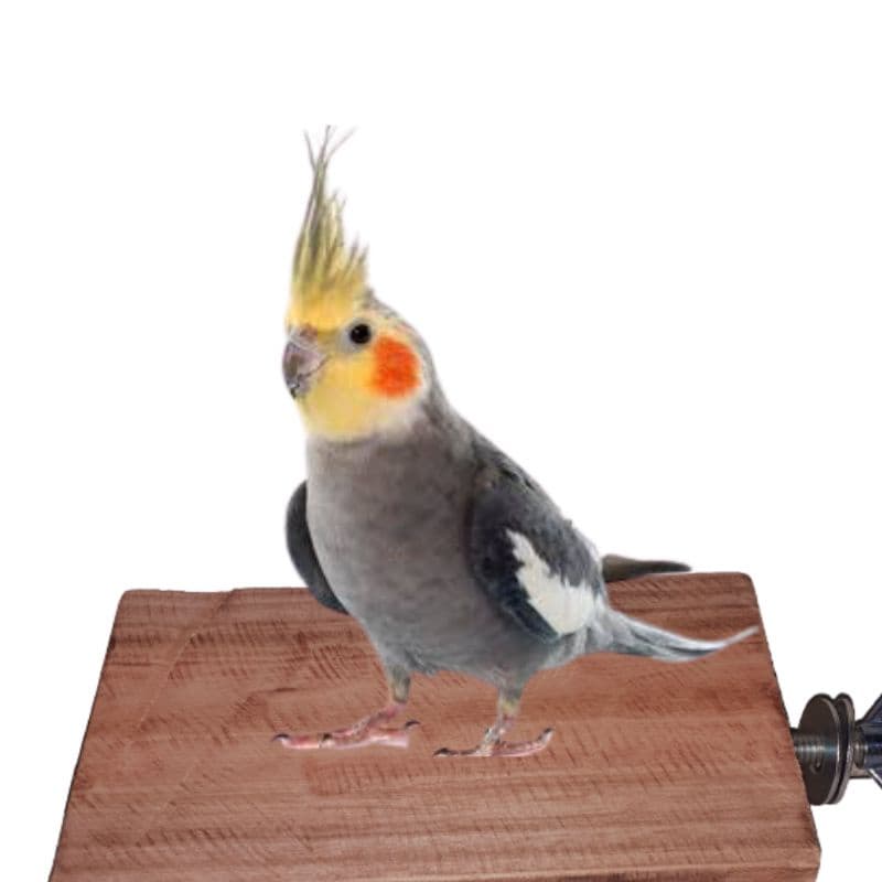 Plataforma de suporte de poleiro de pássaro madeira natural parque infantil para animais de estimação papagaio,periquito,calopsita e outros Pássaros