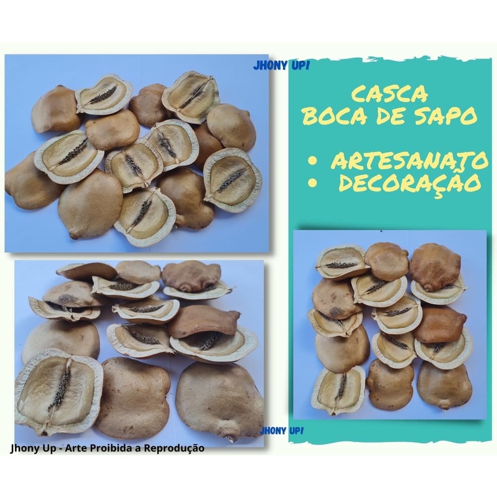 Casca Boca de Sapo Premium 40 unidades- Artesanato decoração jacarandá