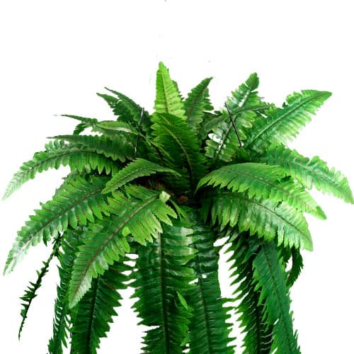 Samambaia 90 CM Decoração de Ambientes Diversos - CO3436