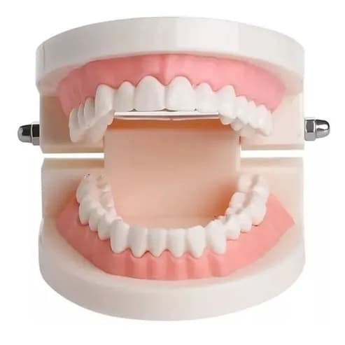 Modelo Dentário Boca Articulada com Dentes – Manequim Odontológico para Estudo