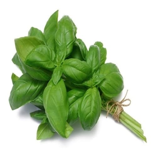 Manjerição Ocimum Basilicum 100 Sementes Para E Hortas Vasos