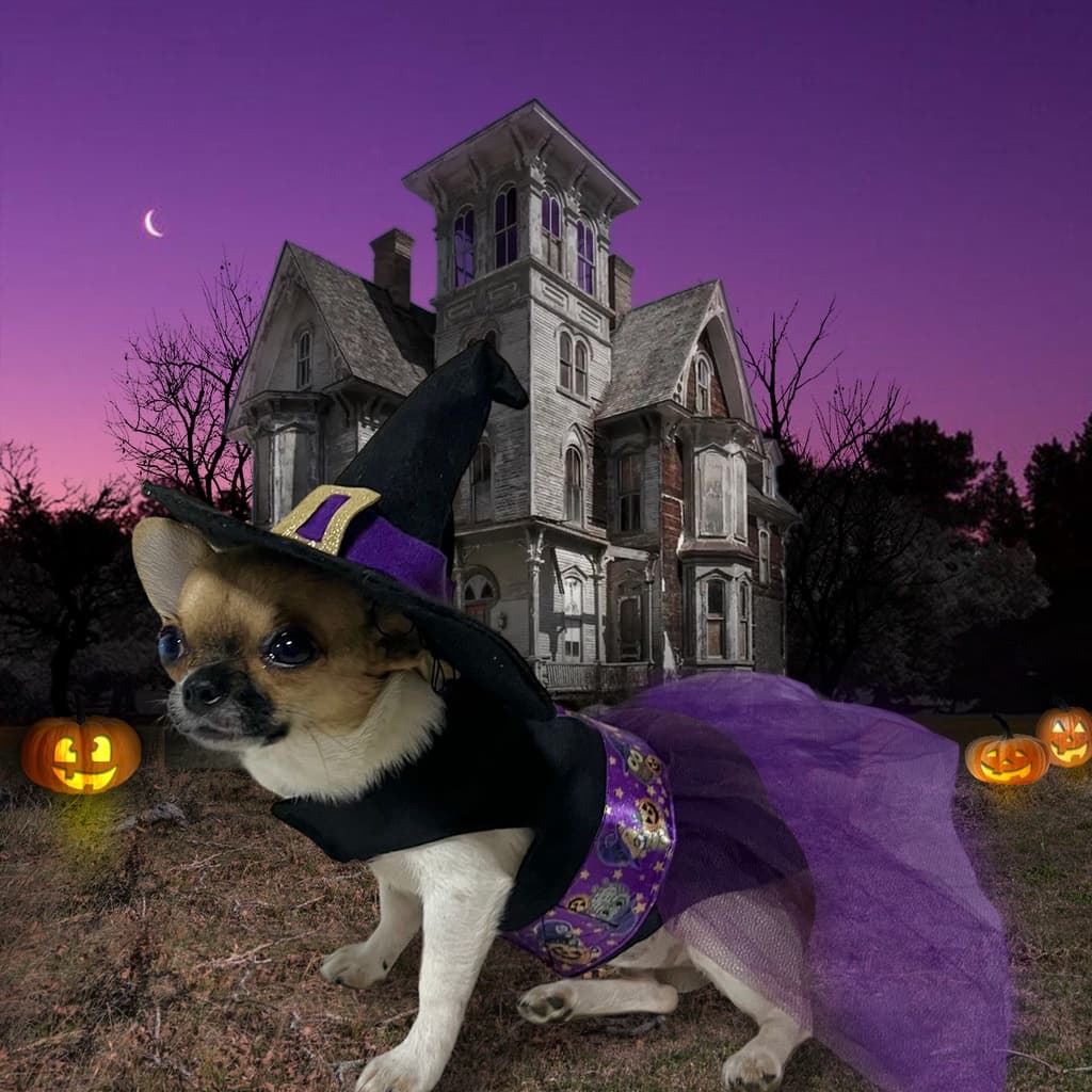 Vestido pet  BRUXA + CHAPÉU para cachorro e gato FANTASIA PET halloween 🎃