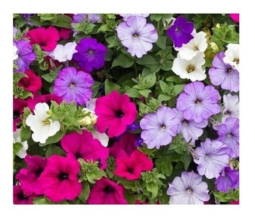 900 Sementes Petunia Anã  Sortida Para Mudas Vasos Jardim