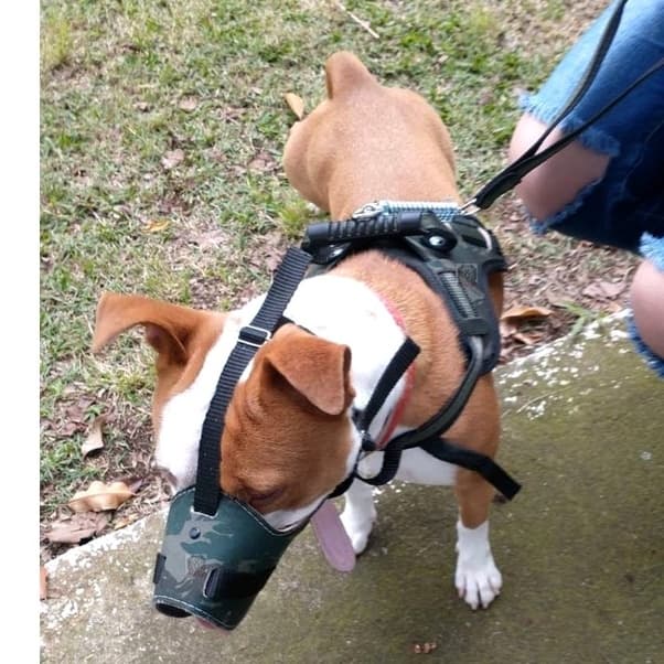 Peitoral coleira e focinheira de couro para cachorros de grande e médio porte reforçado ideal para Pittbull Pastor Rottweiler Dogo labrador
