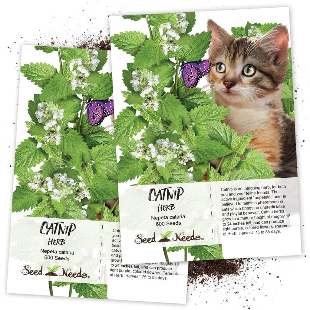 Catnip - A Erva do Gato - 400 sementes Nepeta Cataria ORIGINAL