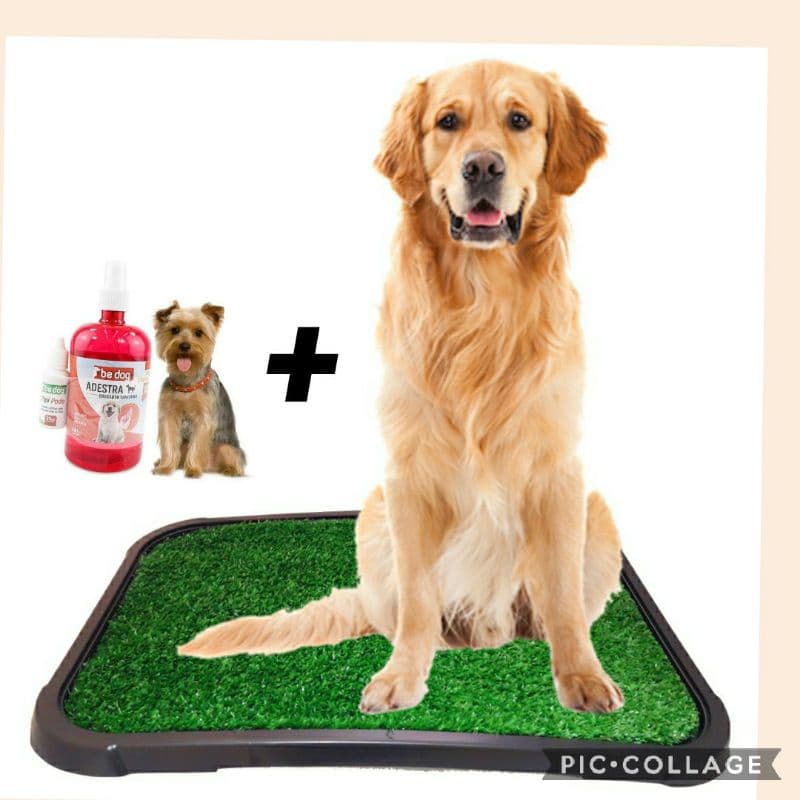Sanitário Canino Xixi Dog Banheiro Pet Tapete Higiénico de Grama Cães + educador pipi pode