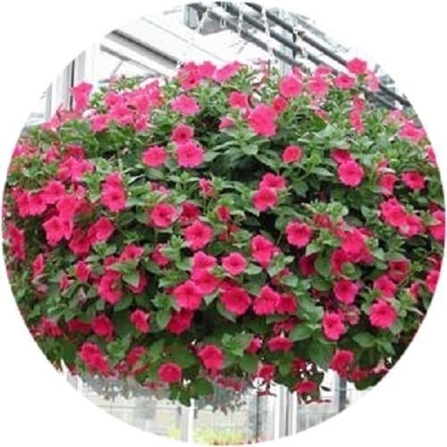 20 Sementes Vinca Pendente Flor