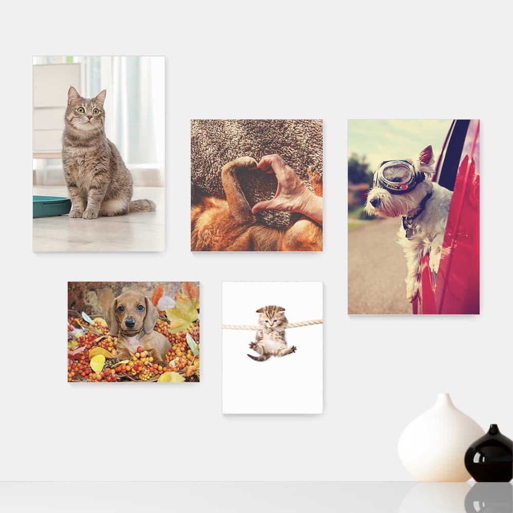 Kit 5 Quadros Decorativos Placas - Pet Shop - Cachorro - Gato - Animais - Veterinário Casa Quarto Sala - 228ktpl5