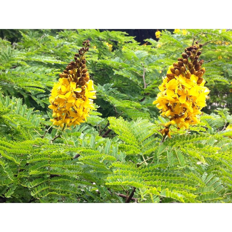 12 UNIDADES : Sementes Da Verdadeira árvore decorativa Sibipiruna (sebipira) para plantar