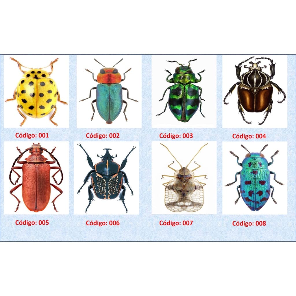 BESOUROS E PERCEVEJOS - ordem coleoptera e hemiptera - Entomologia - Placa decorativa em MDF-  Placas decorativa em MDF