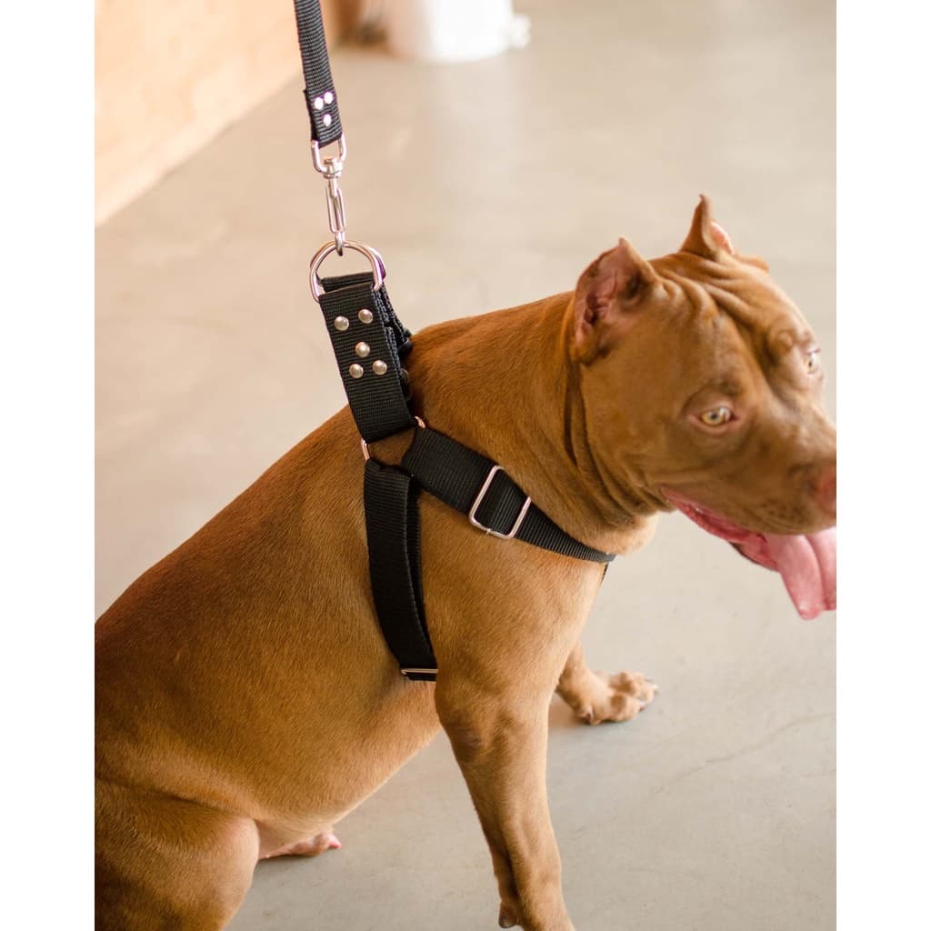 Coleira Peitoral Cachorro Guia Labrador Pitbull Com Mola Anti Puxão Rottweiler Buldogue