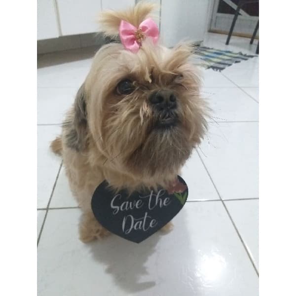 Plaquinha para Cachorro