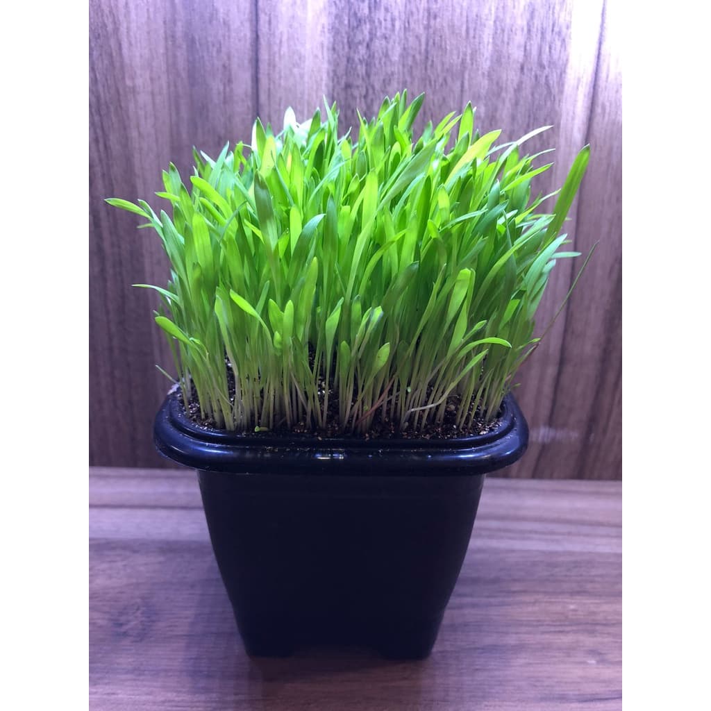 Grama para gato Graminha para gatos (SEMENTE 150G)