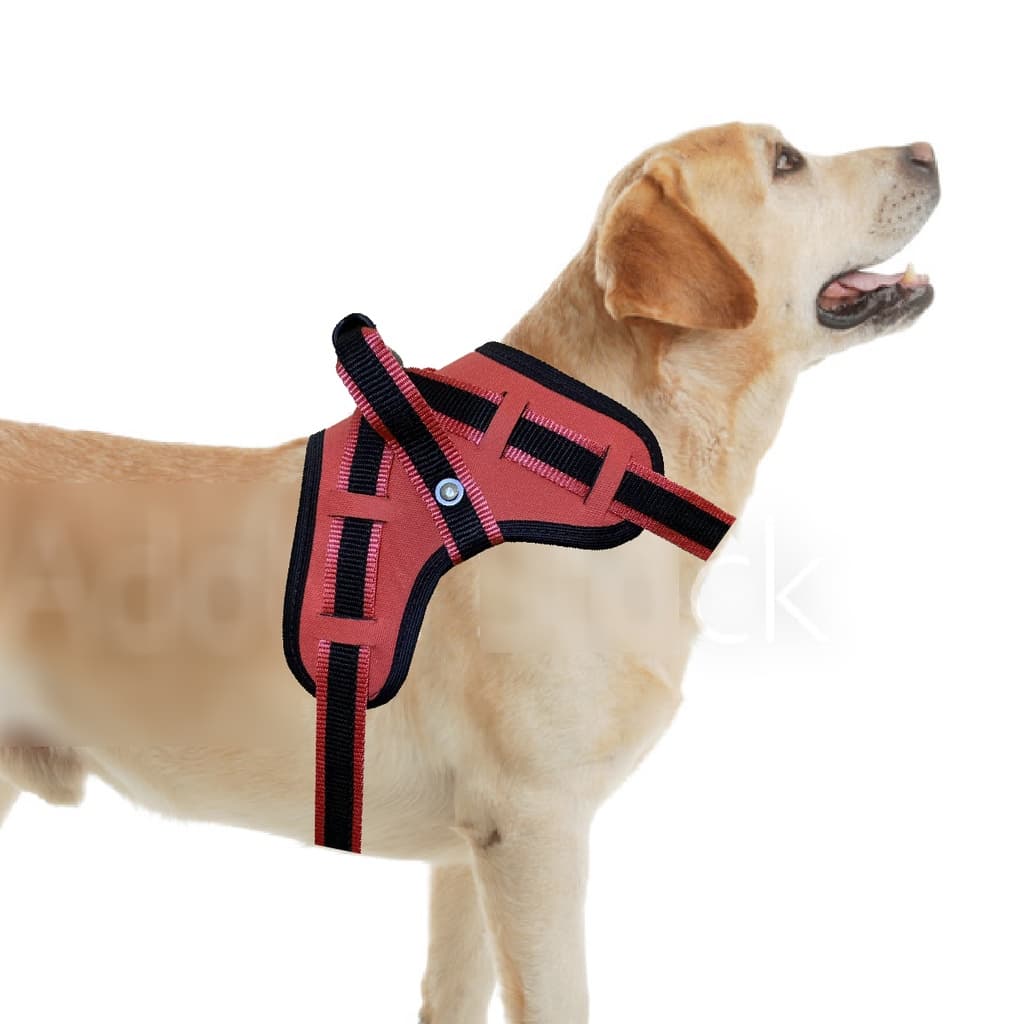 coleira peitoral de cachorros pet com regulagem