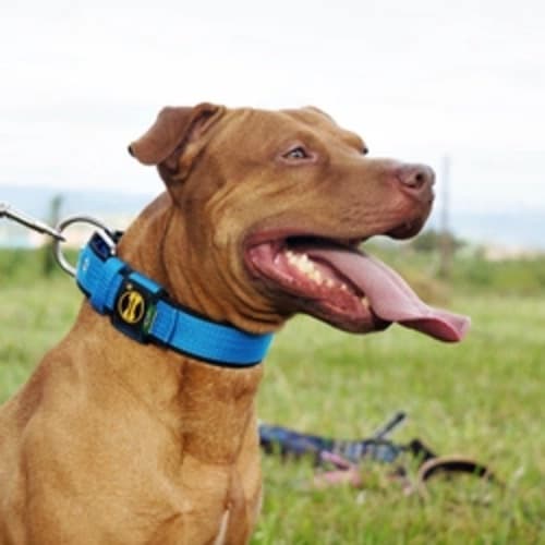 Coleira Para Cachorro Fit Lite Amorosso Resistente