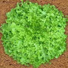 Sementes de Alface Mimosa Salad Bowl 700mg Salada Cozinha Horta