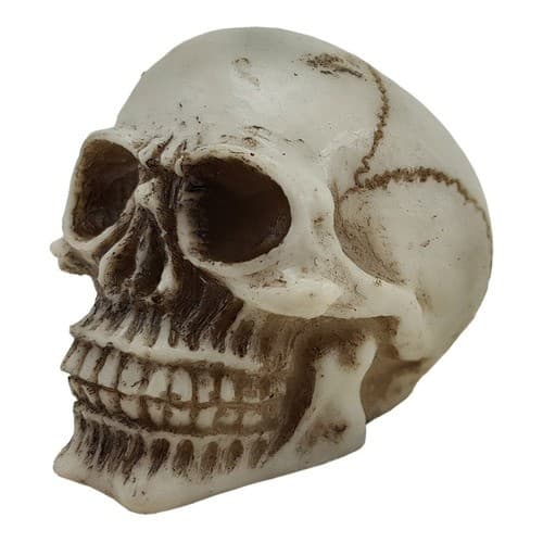 Crânio Caveira Pequeno Esqueleto Decoração Em Resina 6 Cm