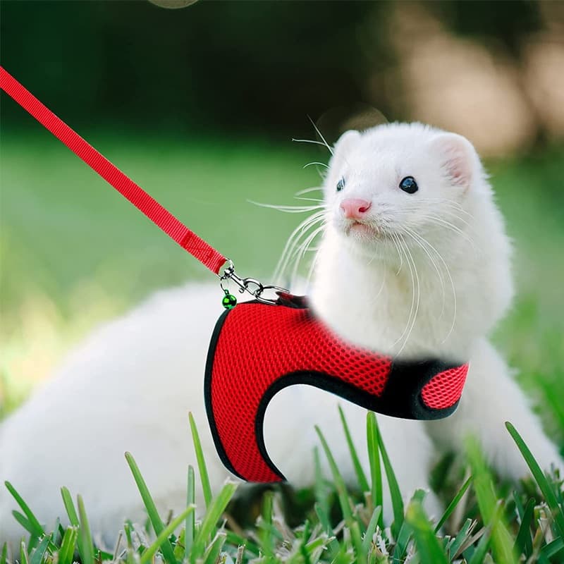 Malha Respirável Coelho Arnês Trela Conjunto Para Pequenos Animais Furões Hamsters Andando Pet Chumbo