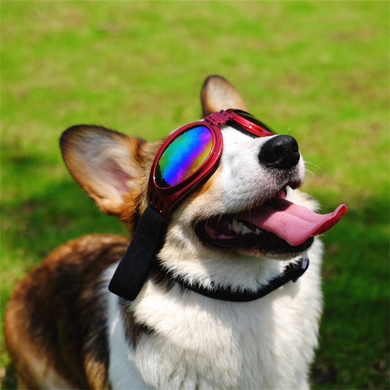 Legal Pet Óculos De Sol Para Cães Acolchoados Ajustáveis Adequado Mais De 6 kg Acessórios Ao Ar Livre Viajar Sporting