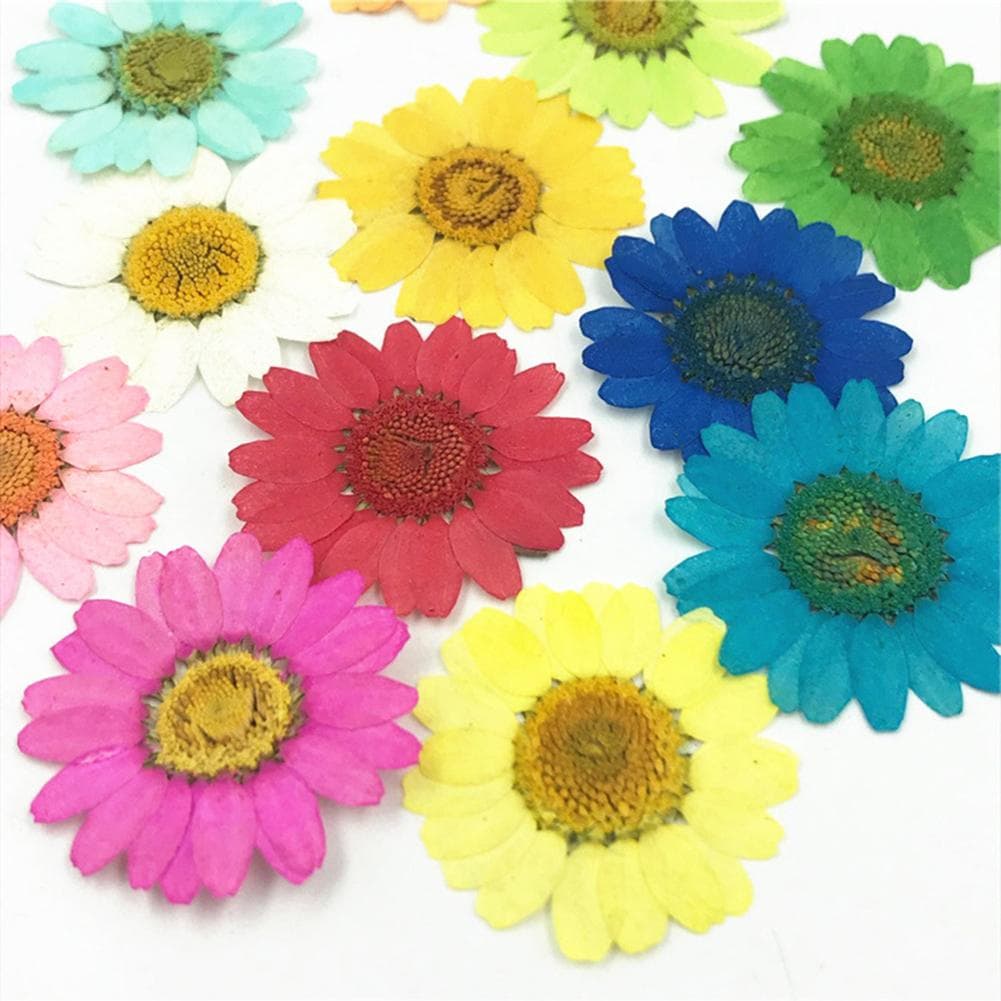 Flores secas naturais 4 prensadas margarida girassol resina artesanato flor natural prensada seca natural desidratada