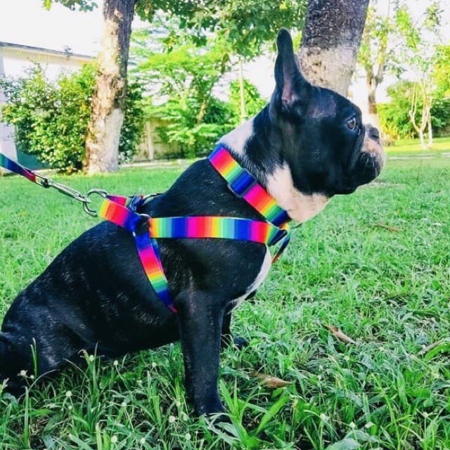 kit Coleira Peitoral Guia e Cinto de Segurança para Cães e Gatos Pet Várias Estampas