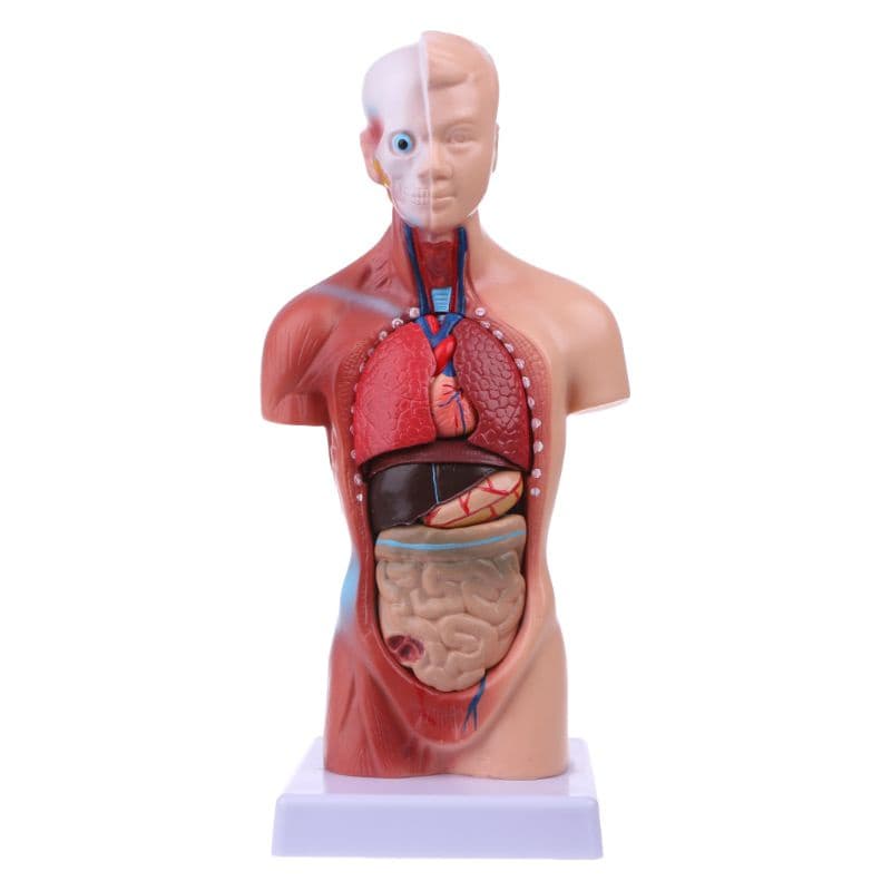 Órgãos Internos Médicos Anatômicos Da Anatomia Do Modelo Corpo Torso Humano De Blala Para Ensino