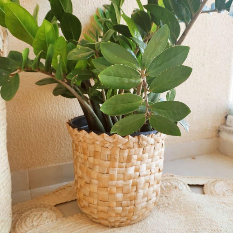 Cesto De Palha Tábua Para Decoração Artesanato Cesta Café da Manhã Sala Quarto Cozinha