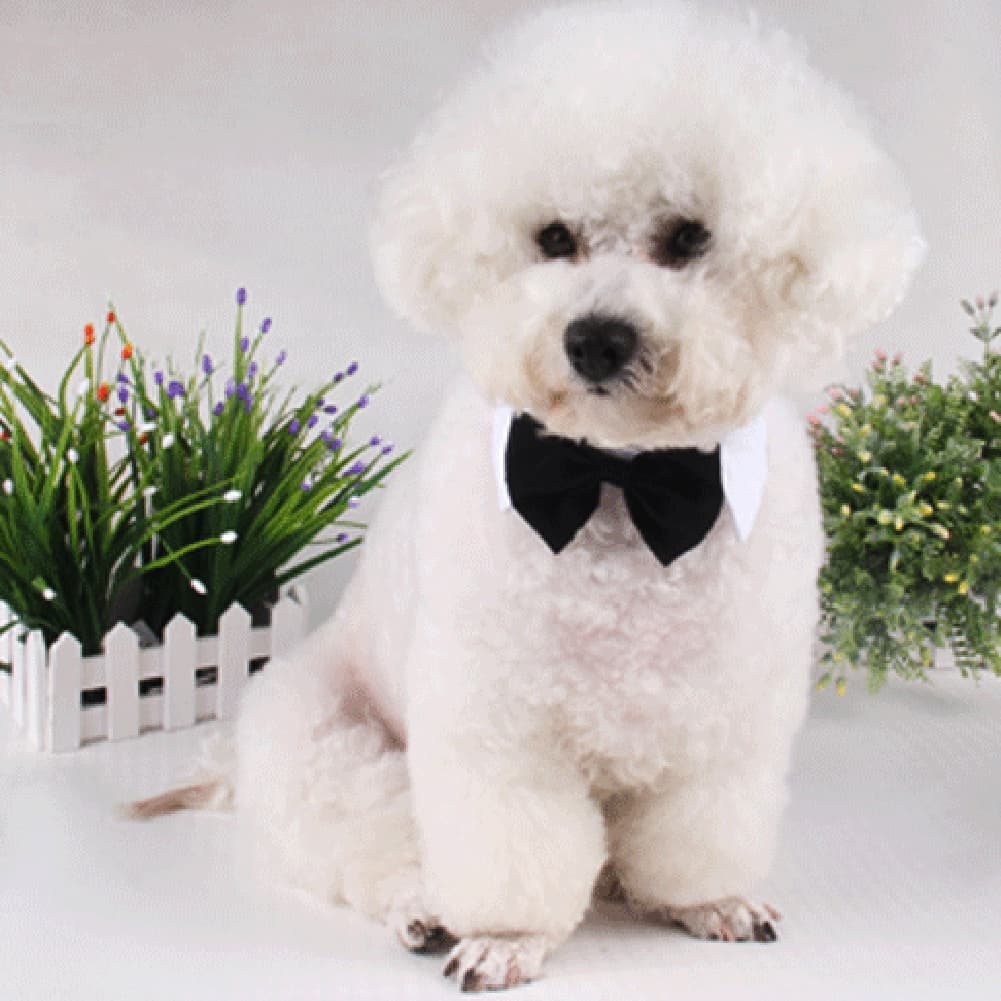 Colarinho com Gravata Borboleta Estilo Black Tie Pet Cão Gato