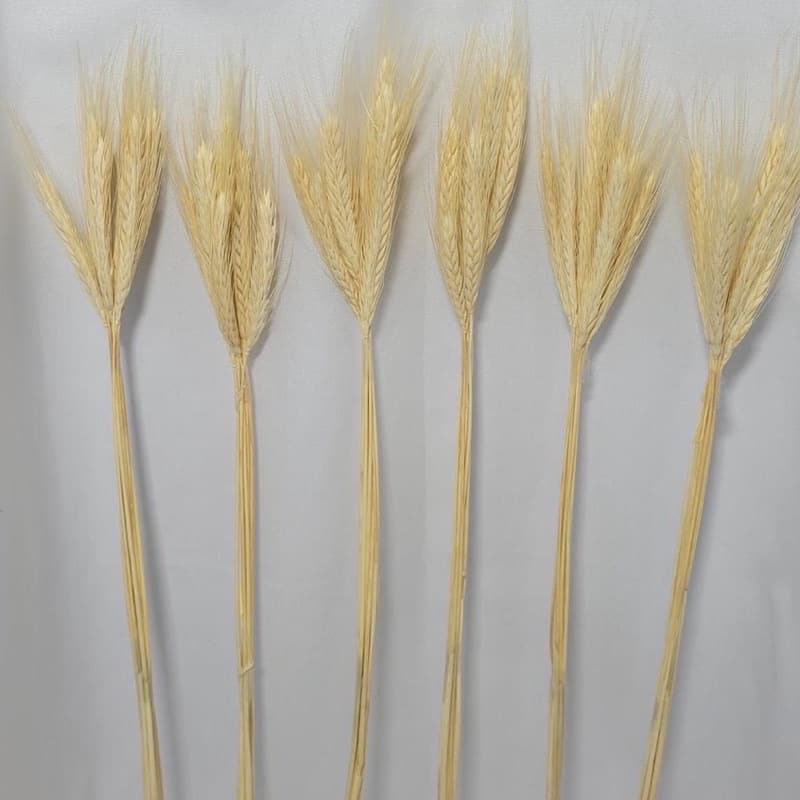 01 Trigo com 10 Peças Desidratado ( kit com 2